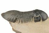 Detailed Paralejurus Trilobite - Atchana, Morocco #204246-1